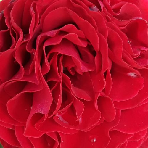 Online rózsa kertészet - teahibrid rózsa - vörös - Rosa Cherry™ - közepesen intenzív illatú rózsa - PhenoGeno Roses - Egy igazán kivételes élénk piros színű, illatos rózsa.